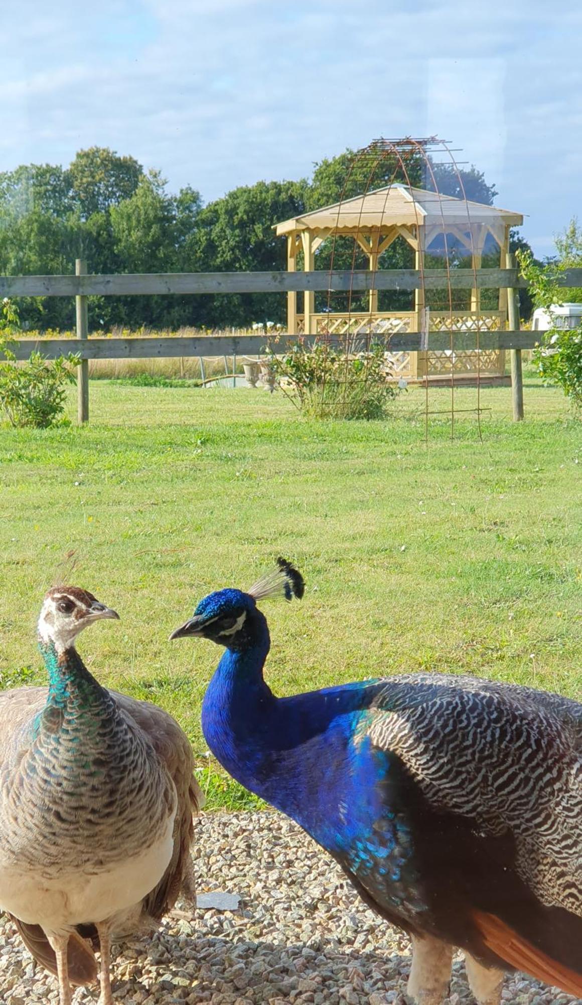 Bed and Breakfast La Ferme De Lec'H Hameury Plestin-les-Grèves Esterno foto